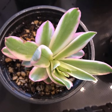 Crassula capitella 'Campfire'