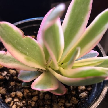 Crassula capitella 'Campfire'