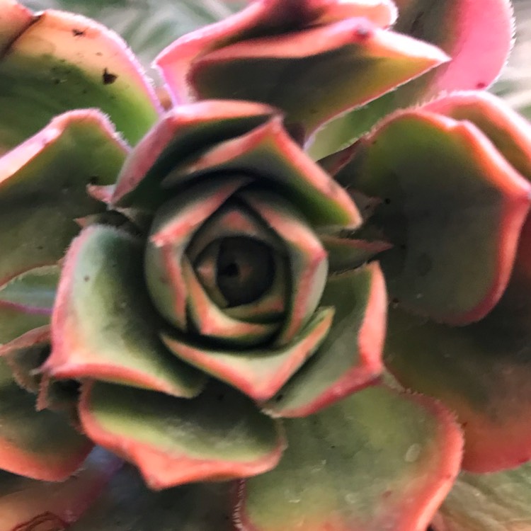 plant image 1284017