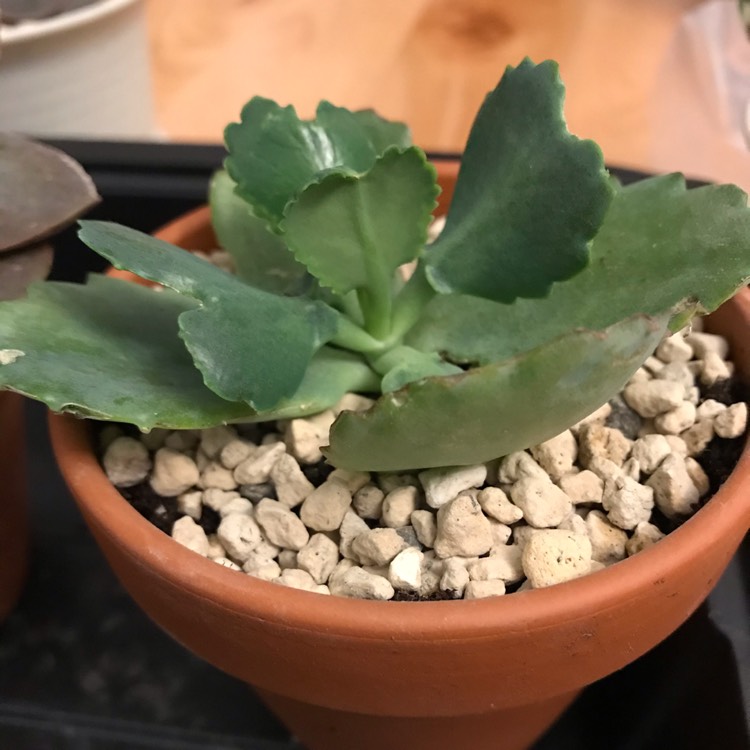 plant image 1285278 plant image 1285278
