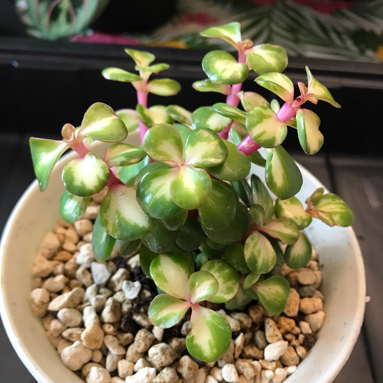 plant image 1285936