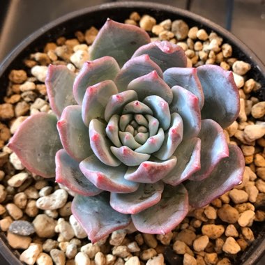 Echeveria Blue Bird