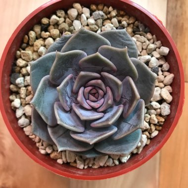 Echeveria