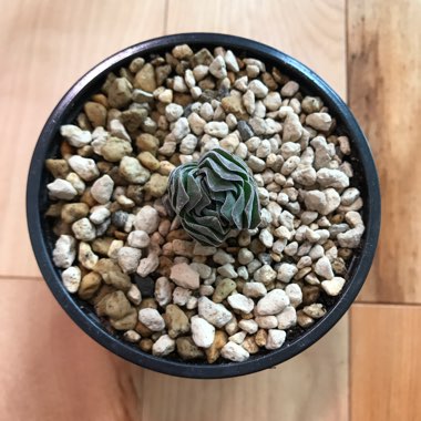 Crassula Kimnachi