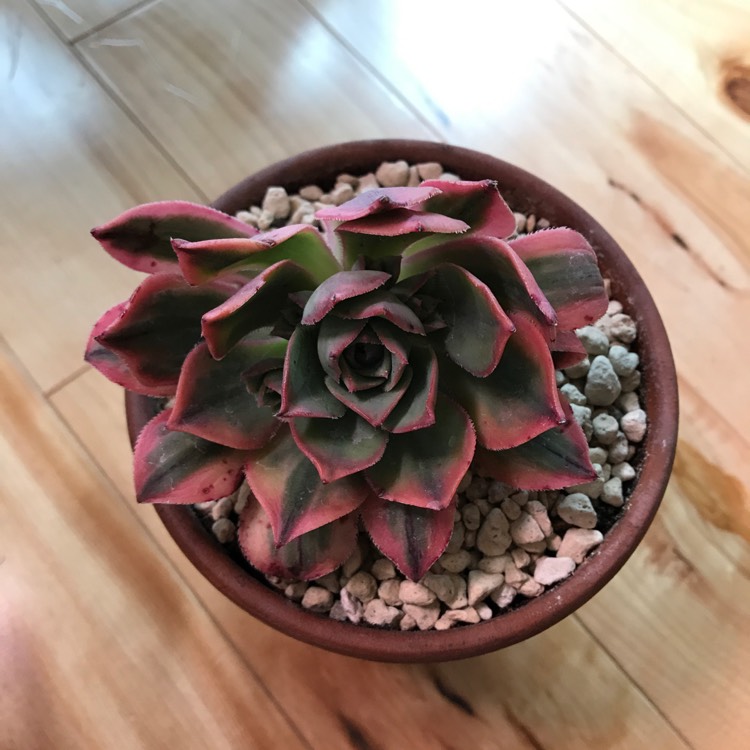 plant image 1286229