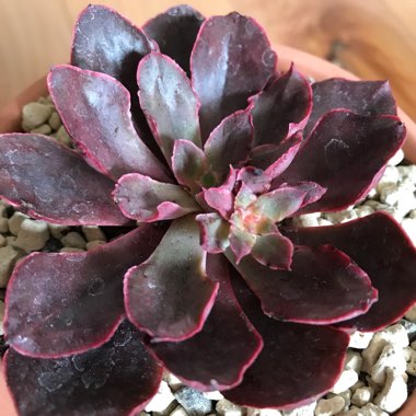 Echeveria Pink Frills