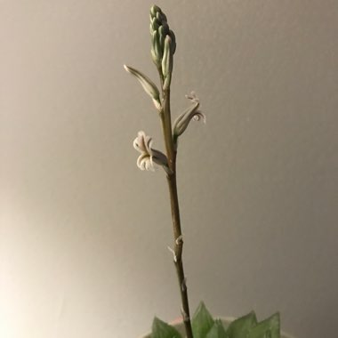 Haworthia cooperi var pilifera