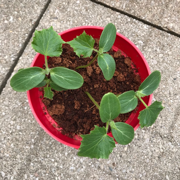 plant image 1300336