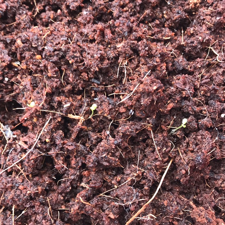 plant image 1300341