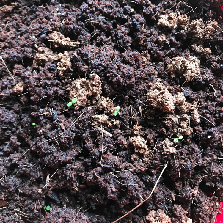 plant image 1301337