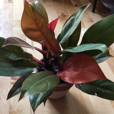 Philodendron 'Prince of Orange' syn. Philodendron 'Orange Prince'