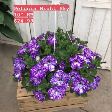 Petunia 'Kleph15313' syn. Petunia 'Night Sky', Petunia 'Headliner Night Sky'