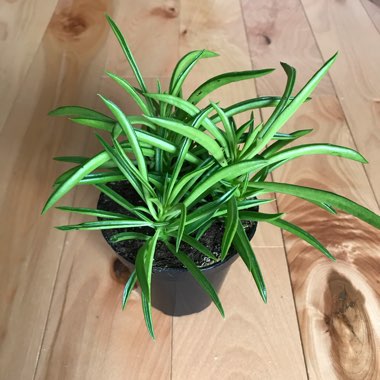 Peperomia Ferreyrae