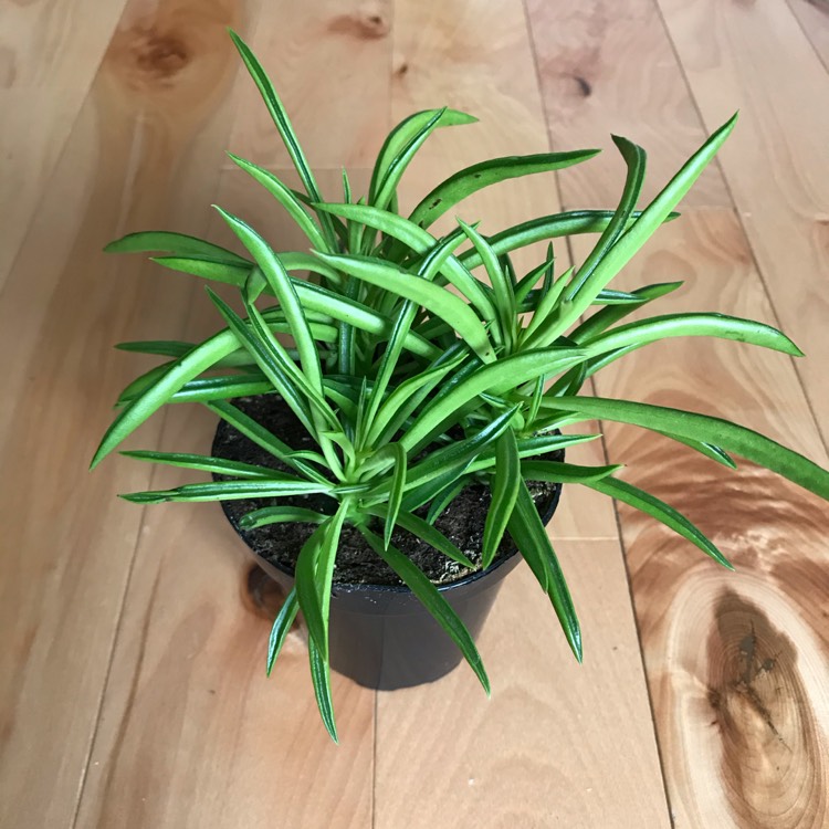 plant image 1301527