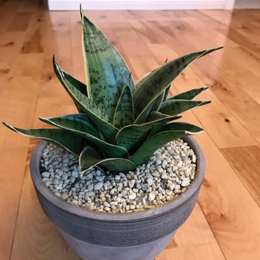 Sansevieria Hahnii Silver