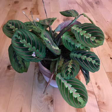 Maranta leuconeura 'Fascinator Tricolour'