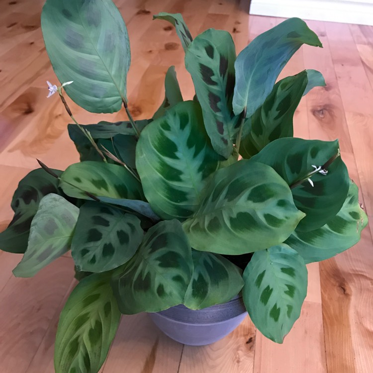 plant image 1302618