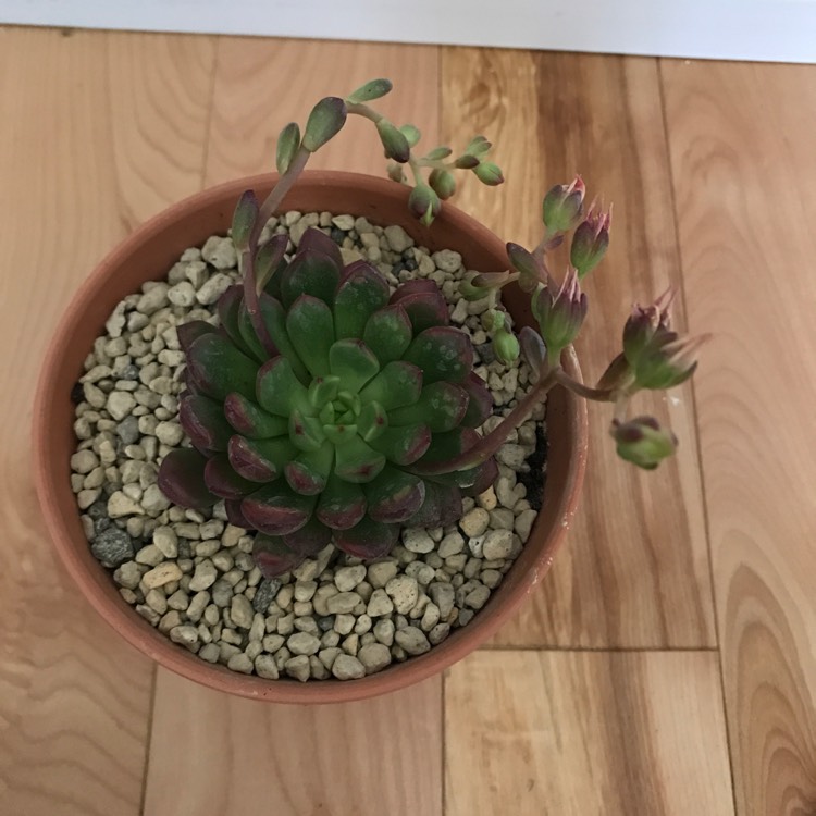 plant image 1307888