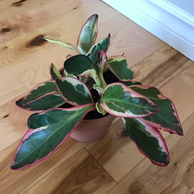 plant image 1307917