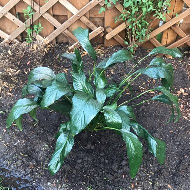 Spathiphyllum wallisii