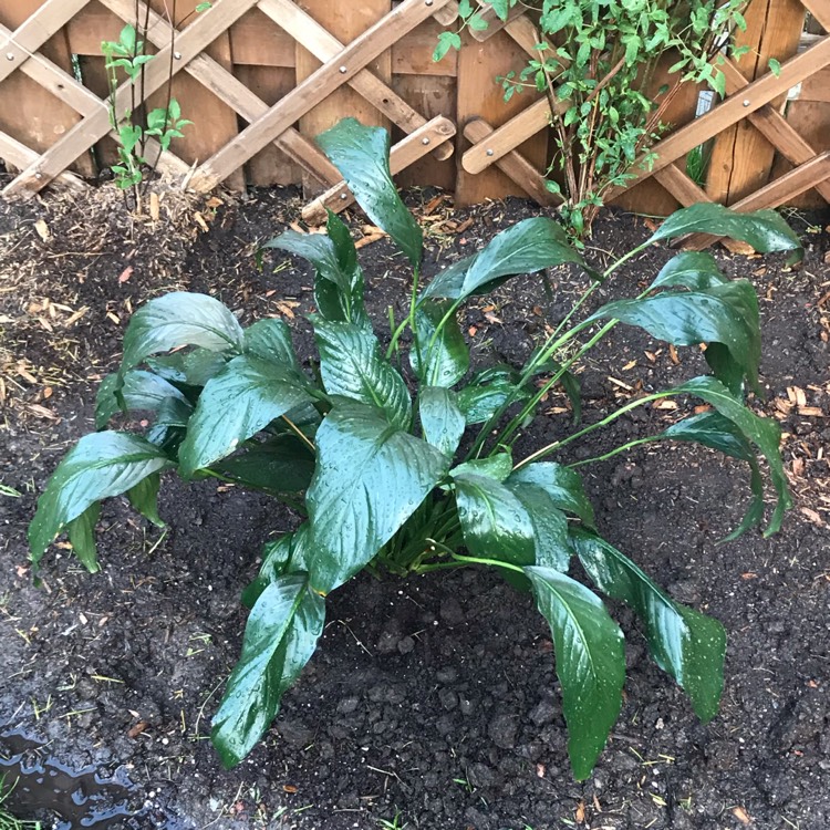 plant image 1310559