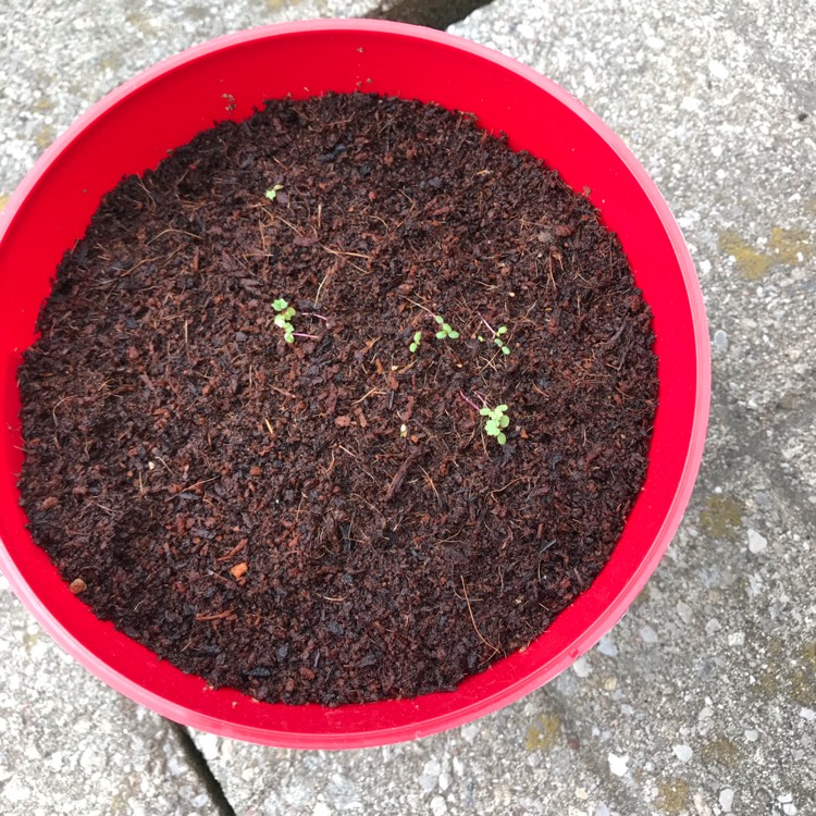 plant image 1315618