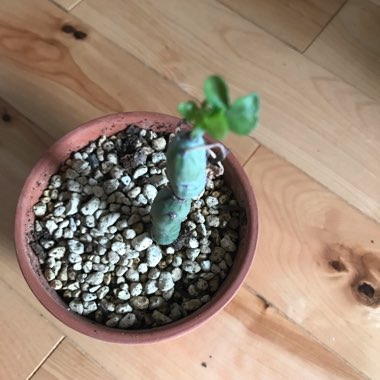 Senecio articulatus