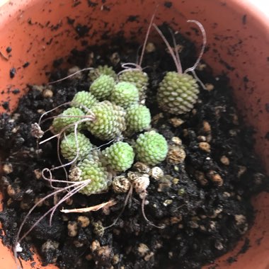 Monanthes Polyphylla