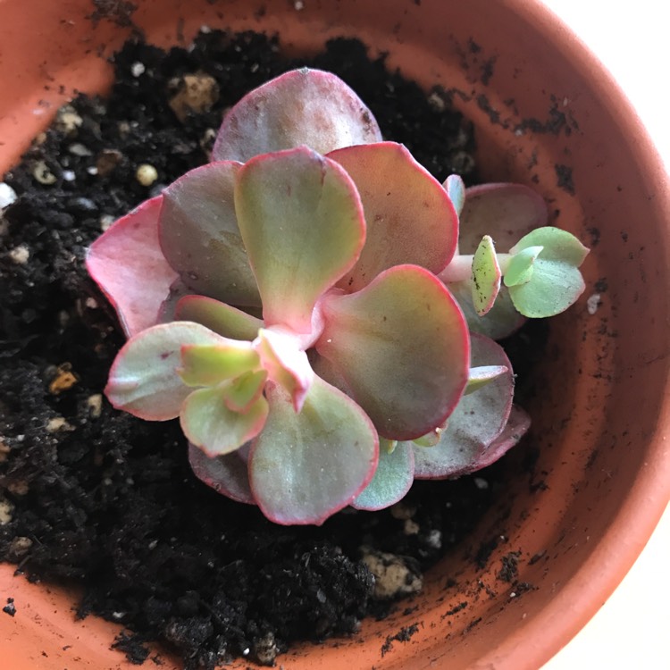 plant image 1348086