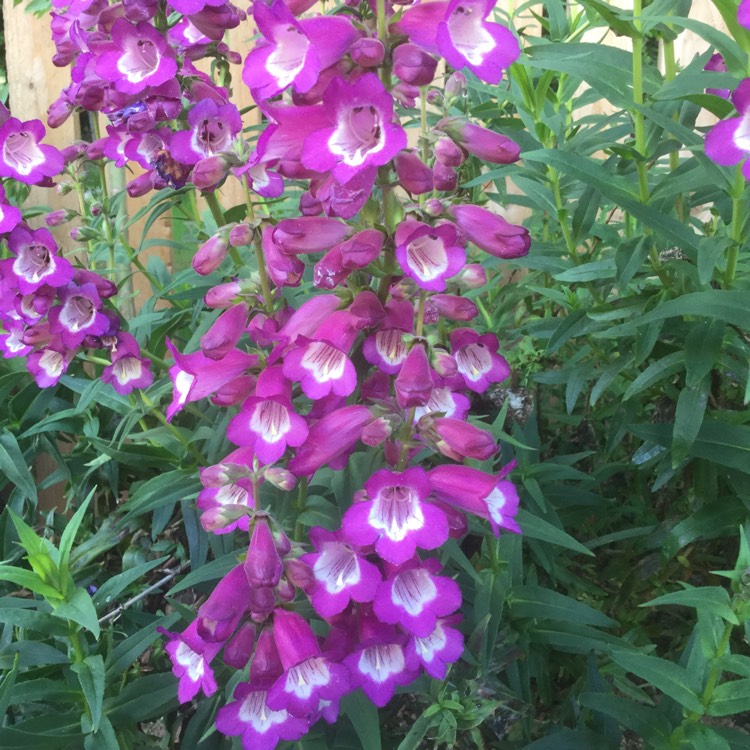 plant image 432381