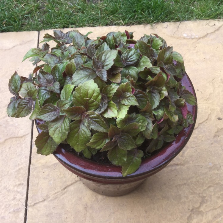plant image 477611