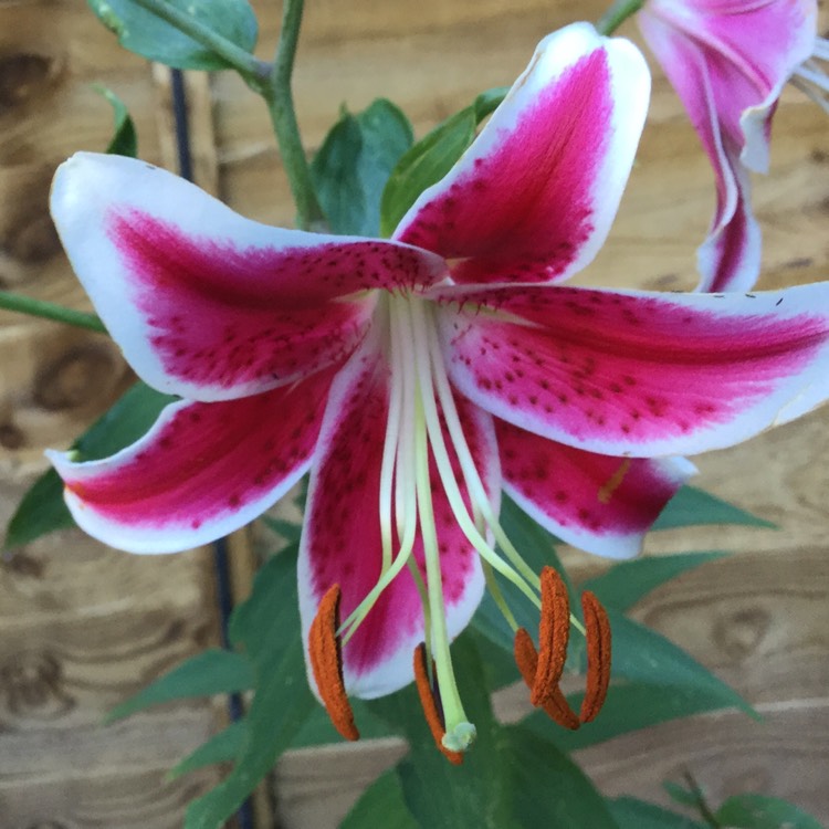 plant image 808293