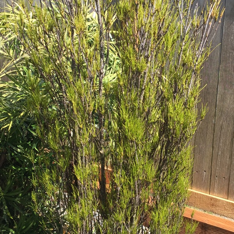 plant image 368466