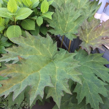 Rheum palmatum atrosanguineum