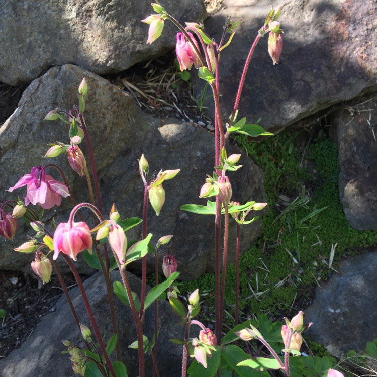 plant image 389906