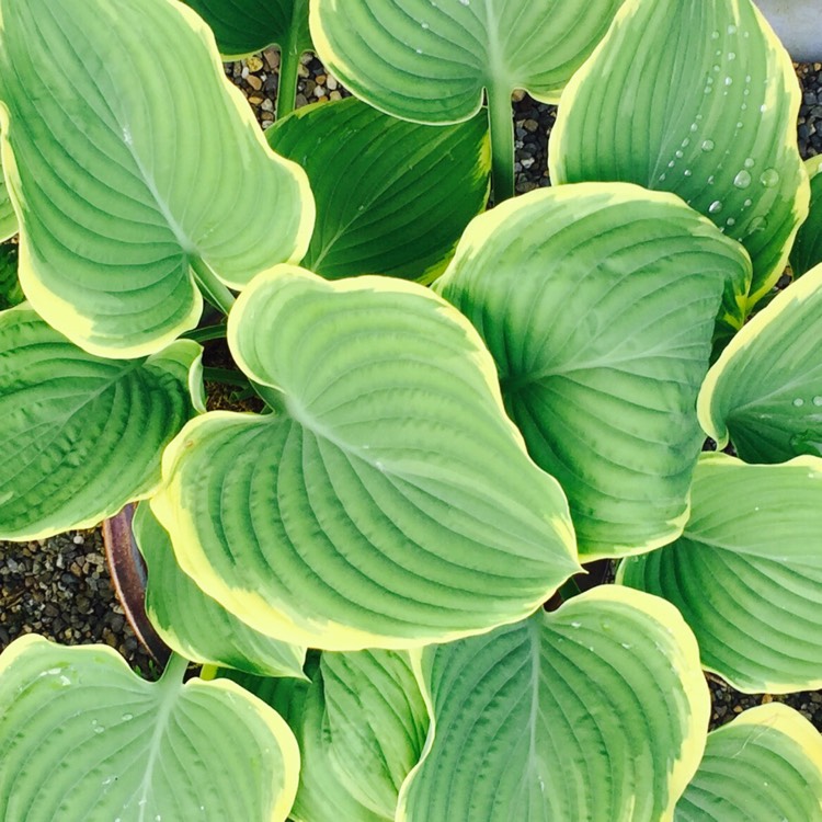 Plant image Hosta 'Tom Schmid'