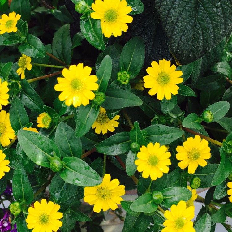 Plant image Sanvitalia procumbens