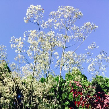 Thalictrum