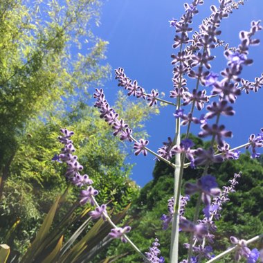 Salvia 'Blue Spire' syn. Perovskia 'Blue Spire'