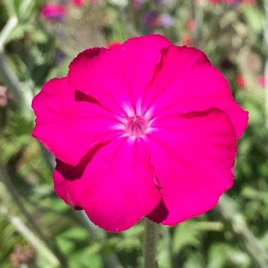 Lychnis coronaria 'Gardeners World'