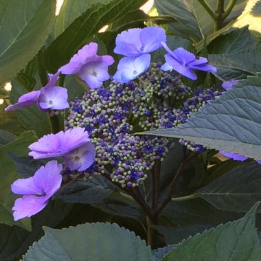 Hydrangea macrophylla 'Blue Sky ; syn. Hydrangea macrophylla '(Blaumeise' ; Hydrangea macrophylla 'Teller Blue' ; Hydrangea macrophylla 'Blue Sky' ; Hydrangea macrophylla 'Blue Tit' ; Hydrangea macrophylla 'Teller Blau'