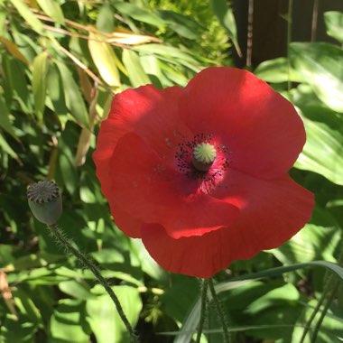 Papaver rhoeas