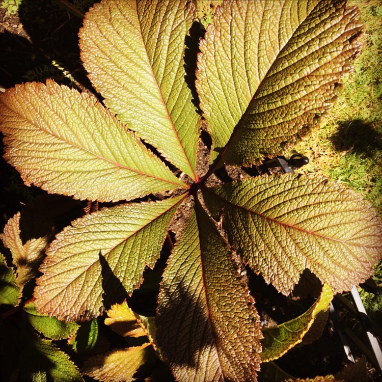 plant image 502361