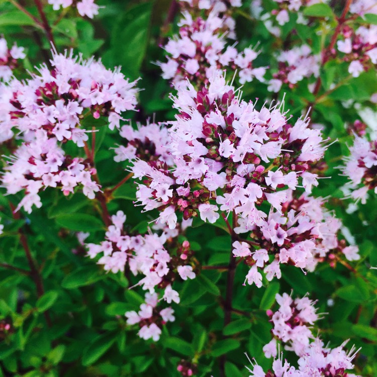 plant image 503182