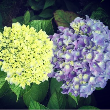 Hydrangea macrophylla 'Blue Sky ; syn. Hydrangea macrophylla '(Blaumeise' ; Hydrangea macrophylla 'Teller Blue' ; Hydrangea macrophylla 'Blue Sky' ; Hydrangea macrophylla 'Blue Tit' ; Hydrangea macrophylla 'Teller Blau'