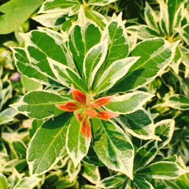 Pieris japonica 'White Rim'