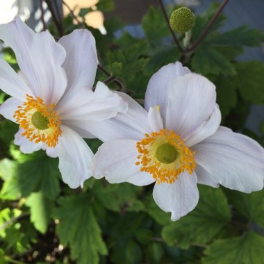 Anemone 'Macane001' syn. Anemone 'Wild Swan'