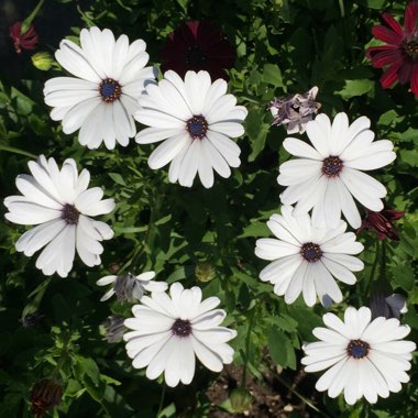 Osteospermum 'Marguerite White'