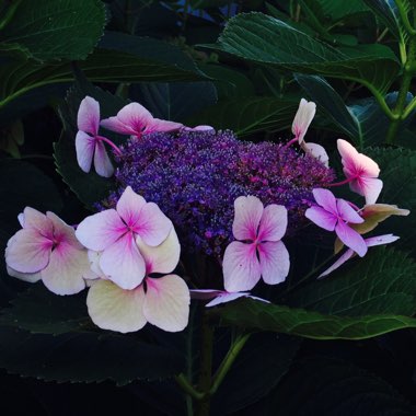 Hydrangea macrophylla 'Blaumeise'