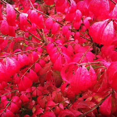 Euonymus alatus